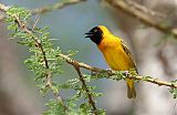 Lesser Masked-Weaver